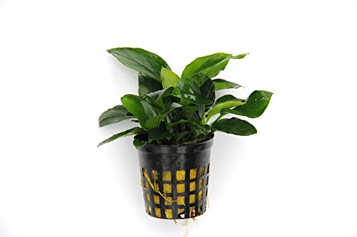 Dennerle-Plants Anubias barteri var. nana - Zwergspeerblatt von Dennerle