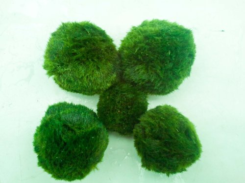 Dennerle-Plants Cladophora aegagrophilia - Mooskugel von Dennerle