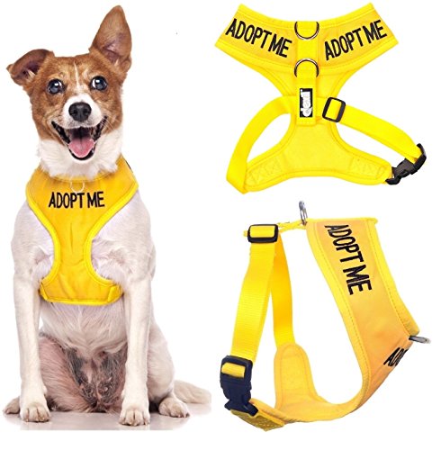 adoptieren mich gelbe farbcodierte nicht Pull Front und Rücken gepolstert D-Ring und wasserdichte Weste Hundegeschirr verhindert Unfälle warnen von anderen Hunden im Voraus (kleine Hals bis zu 31 cm Brust 36-58cm) adoptieren mich gelbe farbcodierte nicht Pull Front und Rücken gepolstert D-Ring und wasserdichte Weste Hundegeschirr verhindert Unfälle warnen von anderen Hunden im Voraus (kleine Hals bis zu 31 cm Brust 36-58cm) von Dexil