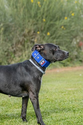 Hundehalsband Nylon (Blau, M2) von DidiProducts
