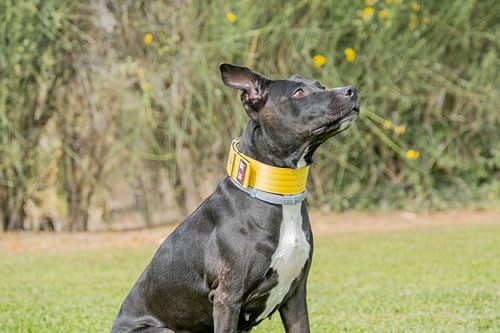 Hundehalsband Nylon (Gelb, M2) von DidiProducts