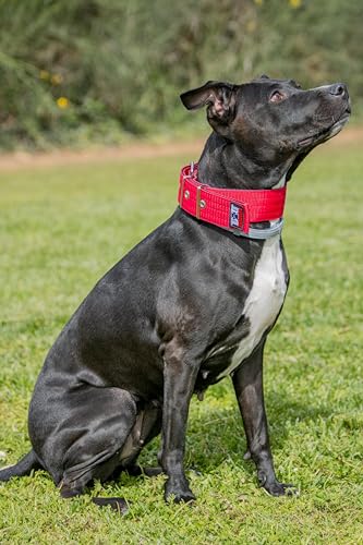 Hundehalsband Nylon (rot, M2) von DidiProducts