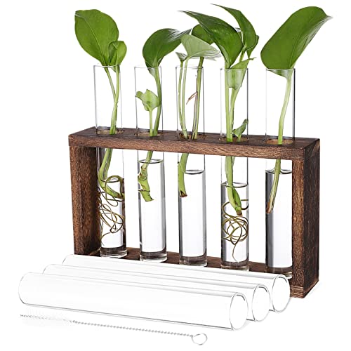 Didiseaon Pflanzen Terrarium mit Holzregal und Reagenzgläsern Hydrokultur Pflanzenbehälter Reinigungsbürste für Stilvolle Tischdekoration und Pflanzenvermehrung von Didiseaon