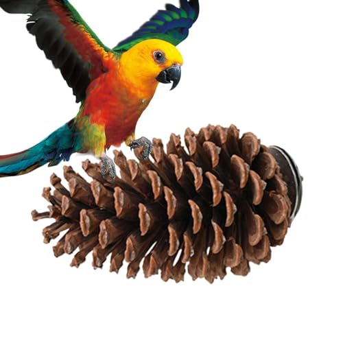 Stangenhalter für Vögel mit |. Halterung für Papageien |. Sitzstange für Vögel Natur Vogelkäfig Sitzstange für Papageien Halterung für von Dinchaakuarry