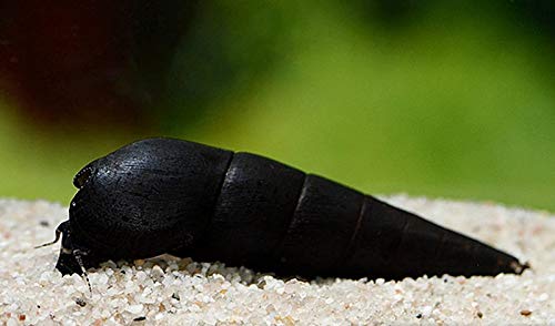 Diskuskeller 5 STK. Teufelsdornschnecke - Faunus ater XL im Sparpaket/Schnecke/Algenfresser Diskuskeller 5 STK. Teufelsdornschnecke - Faunus ater XL im Sparpaket/Schnecke/Algenfresser von Diskuskeller