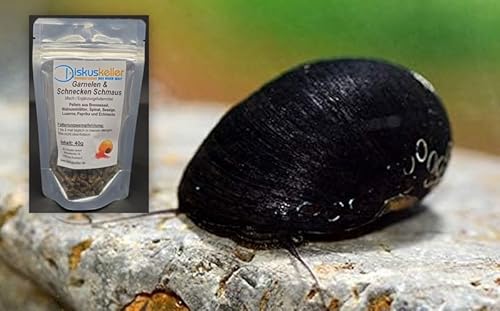 Napfschnecke - Neritina pulligera (15 + 1 Gratis!) Algenkiller Nr. 1 ! Schnecke + Schnecken & Garnelenfutter 40g Gratis dazu von Diskuskeller