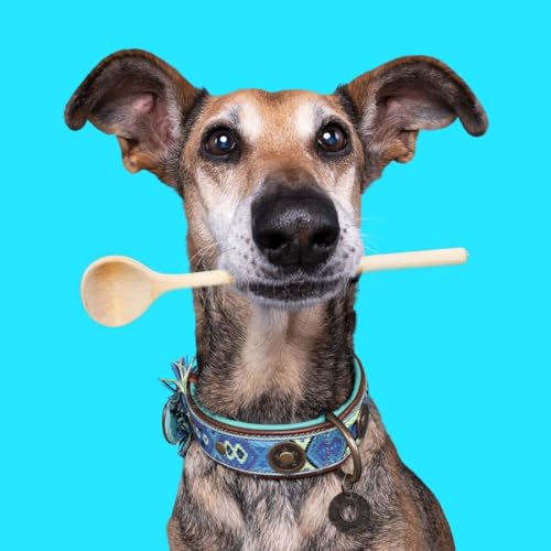 Dog with a Mission - Hundehalsband XS | Farbenfroh in Blau und Türkis | Boho, Ethno, Ibiza, Hippie | Für kleine Hunde | Handgemacht | Modisch und Bunt | Aus weichem Echtes Leder | 2 cm Breit von Dog with a Mission