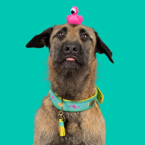 Dog with a Mission - Hundehalsband XL | Chogogo | Leder Türkis, rosa, gelb | Hübsch, Boho, Hippie | Extra große Hunde | Handgemacht | Modisch und Bunt | Aus weichem Echtes Leder | Luxe | 4 cm Breit Dog with a Mission - Hundehalsband XL | Chogogo | Leder Türkis, rosa, gelb | Hübsch, Boho, Hippie | Extra große Hunde | Handgemacht | Modisch und Bunt | Aus weichem Echtes Leder | Luxe | 4 cm Breit von Dog with a Mission
