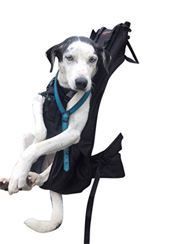 Patentierter PREMIUM XXL Hunderucksack - Hundetrage Hundetasche Rucksack für massive, kompakte und kräftige Hunde von 16-30kg Gewicht mit neuartigem, ebenfalls patentierten 4-Gurt - Tragesystem von DogCarrier