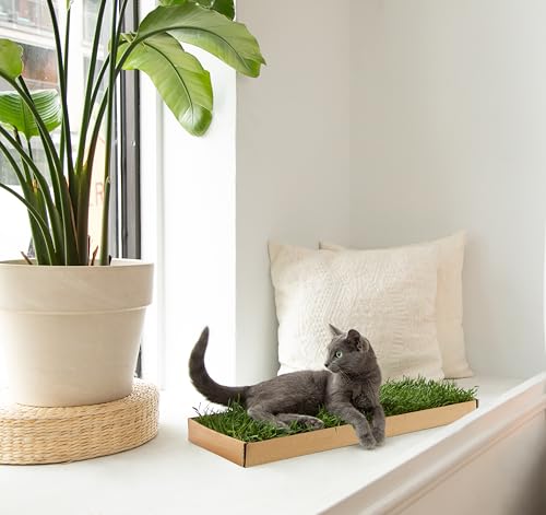 DoggieLawn Katzenfenstersitz - Echtes Gras Fensterbett Sitzstange für Katzen Indoor Real Grass Fenster Bett Sitzstange für kleine und große Katze, Katzenfenster Lounge Bett, Grün DoggieLawn Katzenfenstersitz - Echtes Gras Fensterbett Sitzstange für Katzen Indoor Real Grass Fenster Bett Sitzstange für kleine und große Katze, Katzenfenster Lounge Bett, Grün von DoggieLawn
