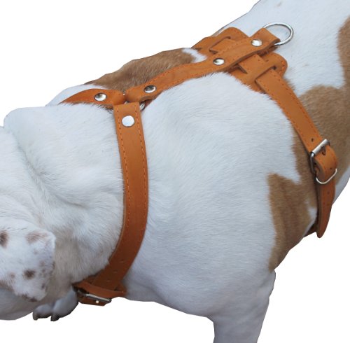 Hundegeschirr aus echtem Leder, 84-104 cm Brustumfang, 2,5 cm breite Gurte, Neufundländer, Deutsche Dogge von Dogs My Love