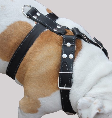 Hundegeschirr aus echtem Leder, Größe L bis XL, Brustweite 88,9 - 99,1 cm, breite Gurte 3,8 cm, Schwarz von Dogs My Love