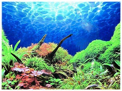 Rückwandfolie 100 cm x 60 cm Aquarien Rückwand Hintergrund Dekoration Poster von Dohse Aquaristik