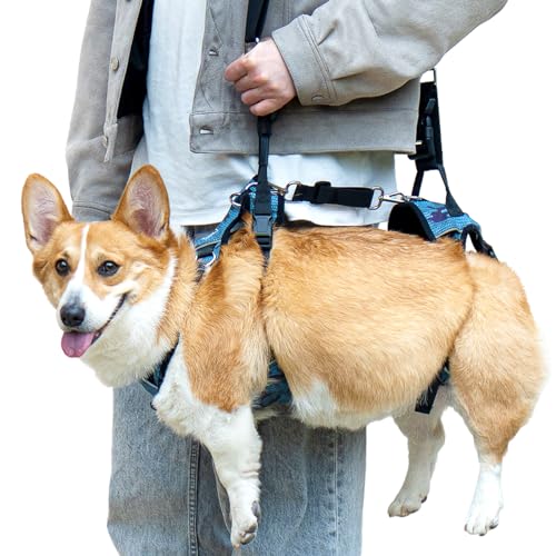 Dollephi Hundegeschirr zum Heben, Tragegurt mit Griff und Schulterschlinge, Stützgeschirr für Hinter- und Hinterbeine, hilft bei Behinderten, Arthritis, Gelenkverletzungen, Lähmungen auf der Treppe Dollephi Hundegeschirr zum Heben, Tragegurt mit Griff und Schulterschlinge, Stützgeschirr für Hinter- und Hinterbeine, hilft bei Behinderten, Arthritis, Gelenkverletzungen, Lähmungen auf der Treppe von Dollephi