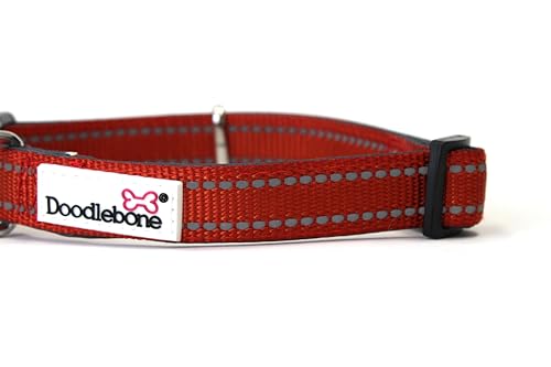 Doodlebone Gepolstertes Hunde Halsband, Kürbis, Größe 36-46 Doodlebone Gepolstertes Hunde Halsband, Kürbis, Größe 36-46 von Doodlebone