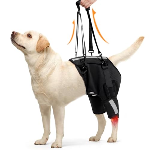 Dotoner Hundehebegeschirr für die Hinterbeine,Hunde Hüftstütztrageharnisch mit Einstellbares Hebegeschirr für Unterstützung und Rehabilitation Geeignet,behinderte,mittelgroßen und große Hunde Dotoner Hundehebegeschirr für die Hinterbeine,Hunde Hüftstütztrageharnisch mit Einstellbares Hebegeschirr für Unterstützung und Rehabilitation Geeignet,behinderte,mittelgroßen und große Hunde von Dotoner