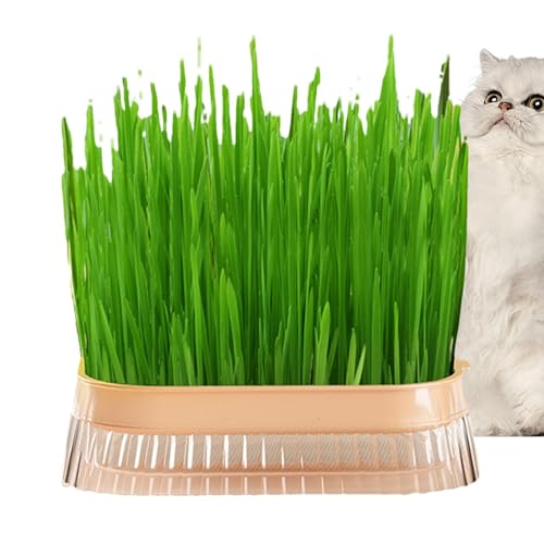 Hydroponischer Katzengras-Pflanzkasten, Katzengras-Pflanzkasten, Kindergarten-Pflanztopf für Katzengras, Hydroponischer Katzengras-Übertopf, erdlose Kultur-Sprossenschale für den Innenanbau, Sprossens Hydroponischer Katzengras-Pflanzkasten, Katzengras-Pflanzkasten, Kindergarten-Pflanztopf für Katzengras, Hydroponischer Katzengras-Übertopf, erdlose Kultur-Sprossenschale für den Innenanbau, Sprossens von Dottduya
