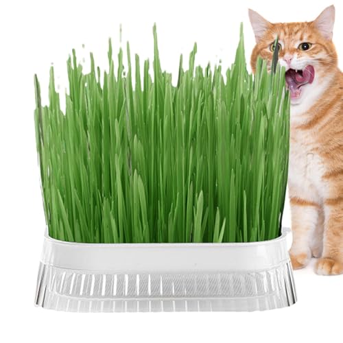 Hydroponischer Katzengras-Pflanzkasten, Katzengras-Pflanzkasten | Katzengrasbox für den Haushalt | Haustier-Katzengras-Verdauungs-Wachstumstablett, Gewächshaus-Hydrokultur-Pflanze, Katzengras-Keimung, Hydroponischer Katzengras-Pflanzkasten, Katzengras-Pflanzkasten | Katzengrasbox für den Haushalt | Haustier-Katzengras-Verdauungs-Wachstumstablett, Gewächshaus-Hydrokultur-Pflanze, Katzengras-Keimung, von Dottduya