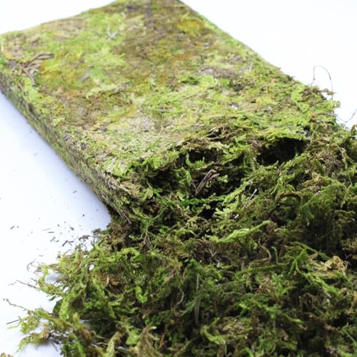DoubleWood Natürliches Waldmoos für kleine Haustiere, 147.4 g künstliches Moos, dekoratives Einstreu und Nistmaterial für Hamster, Rennmäuse, Mäuse, Degus oder andere Kleintiere (147.4 g) von DoubleWood