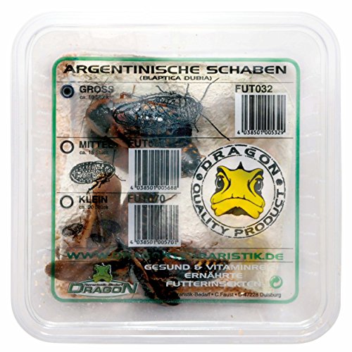 Dragon Argentinische Schaben klein ca. 20Stk in Dose - Futtertiere - Reptilienfutter - Futterinsekt von Dragon
