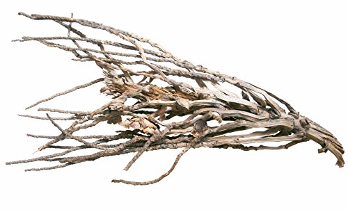 Dragon - Desert Branch, Wüstenzweig Ø ca. 50-70cm Dragon - Desert Branch, Wüstenzweig Ø ca. 50-70cm von Dragon