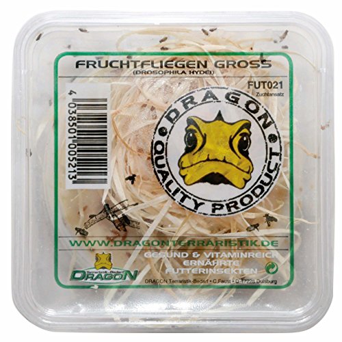 Dragon Drosophila hydei ca. 500ml Dose - Haustierfutter für kleine, junge Reptilien und Amphibien - Geschmacklos - 0.5g von Dragon