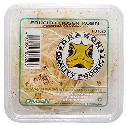 Dragon Drosophila Klein in Dose/Zuchtansatz für Reptilien und Amphibien, ca. 500ml Dose von Dragon
