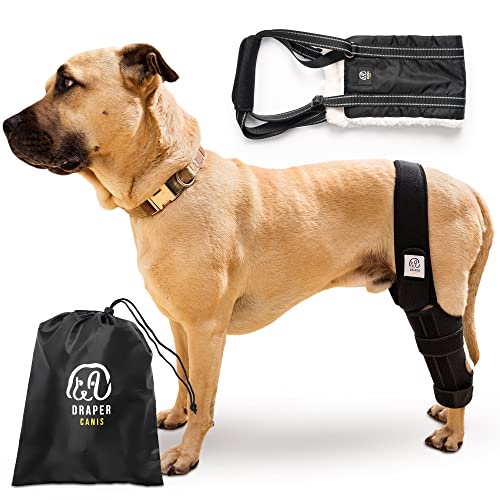 Draper Canis Hunde-Kniebandage für zerrissene ACL Hinterbein mit Kreuzbandverletzung | verstellbare Unterstützung für Hinterbeinbandagen für Hunde | Hundegeschirr zum Anheben der Beine im Lieferumfang enthalten (Medium) von Draper Canis