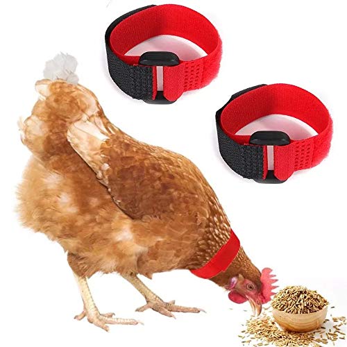 2 Stück Anti-Krähen-Halsband, kein Krähenhals-Gürtel, verhindert, dass Hühner schreien, Nackenband für Hahn, Hahn (Rot B) von Dreamls