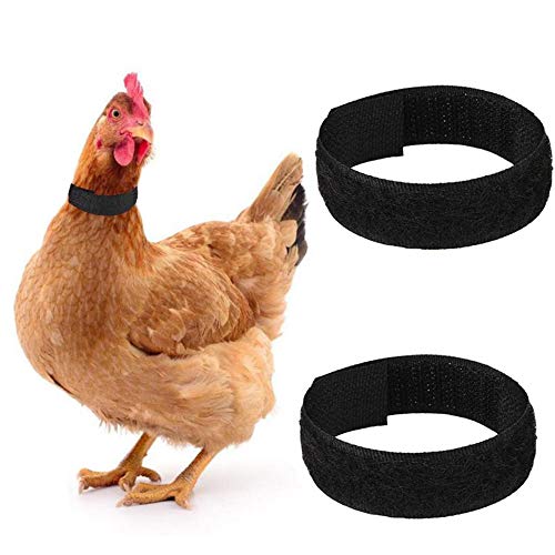 2 Stück Anti-Krähen-Halsband, kein Krähenhals-Gürtel, verhindert, dass Hühner schreien, Nackenband für Hahn, Hahn (Schwarz A) von Dreamls