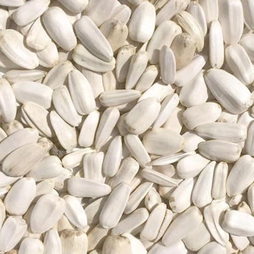 Duvo+ Sonnenblumenkerne Weiß 12,5KG für Vögel, Tierbedarf, Vogelbesitzer, Vogelbegeisterte, Futter, Geschmacklos, 12,5KG von Duvo+