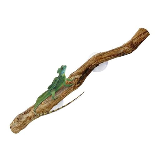 Dwqnvf Reptilienzweige zum Klettern Einzigartige Barbu Drache Zweig Natur rutschfest Habitat Dekoration Reptil Dwqnvf Reptilienzweige zum Klettern Einzigartige Barbu Drache Zweig Natur rutschfest Habitat Dekoration Reptil von Dwqnvf
