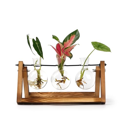E-ROOM TREND Vermehrungsstation für Pflanzen/Propagation Station | Terrarium mit Holzständer | für Heimbüro Gartendekoration Pflanzgefäß Geschenke Pflanzen Hydroponik (PTW300) | 3 Glühbirne Glas Vasen von E-ROOM TREND