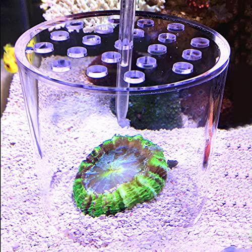 EBTOOLS Premium Transparente Acrylkorallen -Feederabdeckung - Shrimp Fütterung für Aquariumfische (150 mm) von EBTOOLS