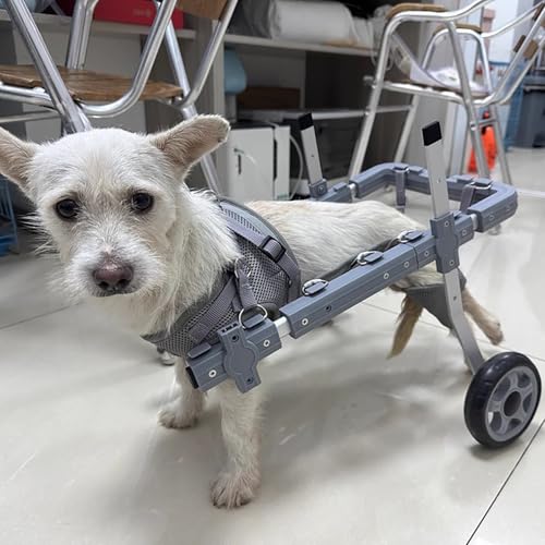EBZFASO Verstellbarer Rollstuhl für kleine Hunde – Hilfsm Aluminiumlegierung Verstellbarer Hunderollstuhl Mehrere Größen Leichte Haustier-Mobilitätsunterstützung 2-Rad(M) von EBZFASO