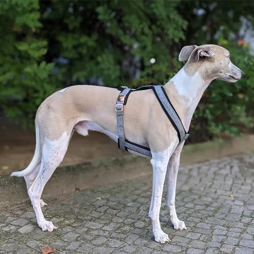 EDEL&SCHNELL Hundegeschirr aus grauem Tweed Größe M Windhundgeschirr mit Schnallen in Rosegold Geschirr für Windhunde, Whippet, Podenco, Galgo, Windspiel von EDEL&SCHNELL