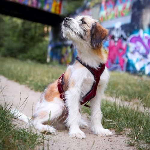 EDEL&SCHNELL Hundegeschirr aus rotem Samt, Geschirr Hund für Dalmatiner, Weimaraner, Ridgeback und andere schlanke Rassen, Hunde Geschirr kleine Hunde Größe XS mit Leine 2m EDEL&SCHNELL Hundegeschirr aus rotem Samt, Geschirr Hund für Dalmatiner, Weimaraner, Ridgeback und andere schlanke Rassen, Hunde Geschirr kleine Hunde Größe XS mit Leine 2m von EDEL&SCHNELL