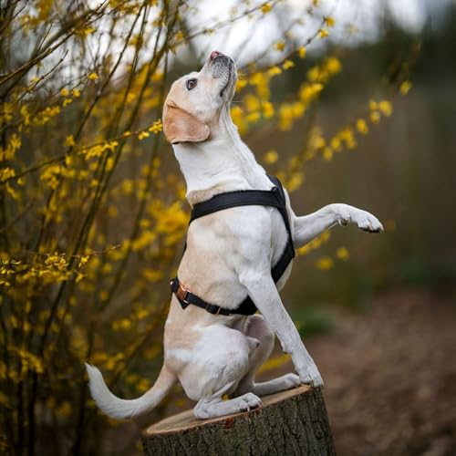 EDEL&SCHNELL Hundegeschirr aus schwarzem Webband, Geschirr Hund für Dalmatiner, Weimaraner, Ridgeback und andere schlanke Rassen, Hunde Geschirr kleine Hunde Größe XS mit Leine 2m von EDEL&SCHNELL