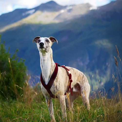 EDEL&SCHNELL Whippet Galgo Greyhound Windhund Hundegeschirr dunkelrot Größe XS Geschirr für kleine Hunde aus Samt von EDEL&SCHNELL