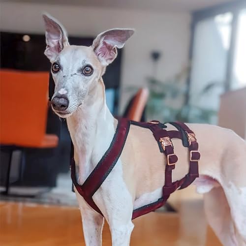 EDEL&SCHNELL Sicherheitsgeschirr für Hunde, ausbruchsicheres Hundegeschirr Größe S aus Samt in dunkelrot, Panikgeschirr mit 2 Bauchgurten, ideal für Windhunde EDEL&SCHNELL Sicherheitsgeschirr für Hunde, ausbruchsicheres Hundegeschirr Größe S aus Samt in dunkelrot, Panikgeschirr mit 2 Bauchgurten, ideal für Windhunde von EDEL&SCHNELL