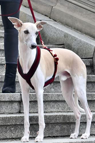 EDEL&SCHNELL Whippet Galgo Greyhound Windhund Hundegeschirr dunkelrot Größe S Geschirr für kleine Hunde aus Samt von EDEL&SCHNELL