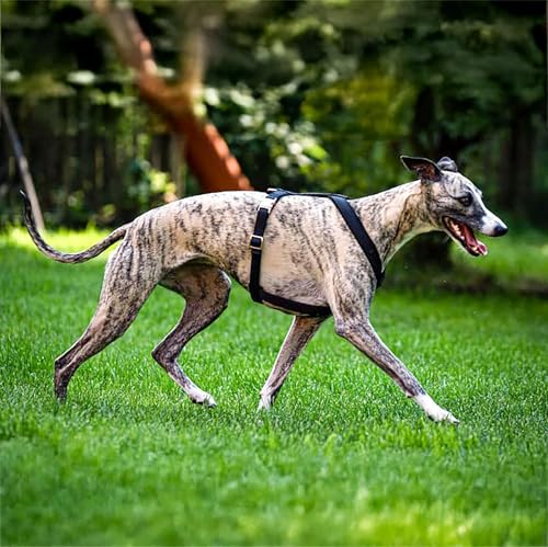 EDEL&SCHNELL Windhundgeschirr schwarz Größe L verstellbares Whippet Geschirr aus bequemen Webband mit Schnallen in Silber Hundegeschirr große Hunde von EDEL&SCHNELL