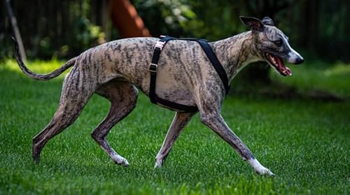 EDEL&SCHNELL Windhundgeschirr schwarz Größe S verstellbares Whippet Geschirr aus bequemen Webband mit Schnallen in Silber Hundegeschirr kleine Hunde von EDEL&SCHNELL