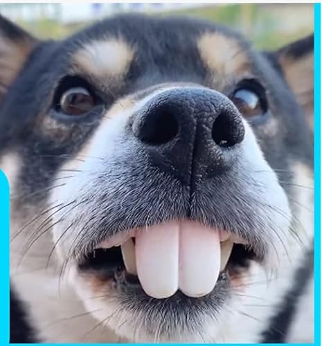EHOTER Haustier Frech Hundeprothesen Spielzeughase Schneidezähne Falsche Zahnspangen Buckelzähne Schneidezähne Protrusion der Zähne Witzig Lustige Spielzeuge Kaninchenzähne Haustier Hund Kogi Hund EHOTER Haustier Frech Hundeprothesen Spielzeughase Schneidezähne Falsche Zahnspangen Buckelzähne Schneidezähne Protrusion der Zähne Witzig Lustige Spielzeuge Kaninchenzähne Haustier Hund Kogi Hund von EHOTER