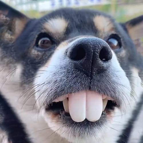 EHOTER Lustige künstliche Zähne für Hunde Spoof Hund Dentition Silikon Spielzeug Hund Halloween und Weihnachten Kostüm Geeignet für kleine mittelgroße Hunde von EHOTER