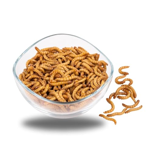 ENTAVA Mehlwürmer 500g, lebend, frisch, Vogelfutter, Fischfutter, Igelfutter, Reptilienfutter (Futterinsekten vom Hersteller aus Deutschland) von ENTAVA