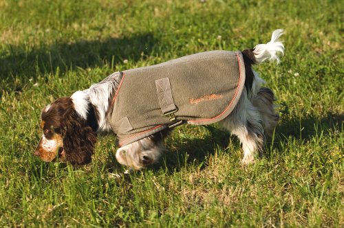 Equi-Thème Polarfleece Hundedecke - zweig/orange 36cm - 14" Equi-Thème Polarfleece Hundedecke - zweig/orange 36cm - 14" von EQUI-THÈME