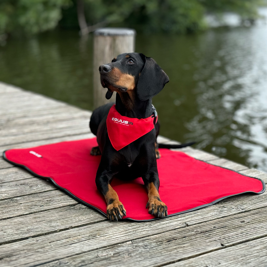 Equusir Bios Hundedecke L 105 x 80 cm, inklusive Steuergerät + Powerbank von EQUUSIR