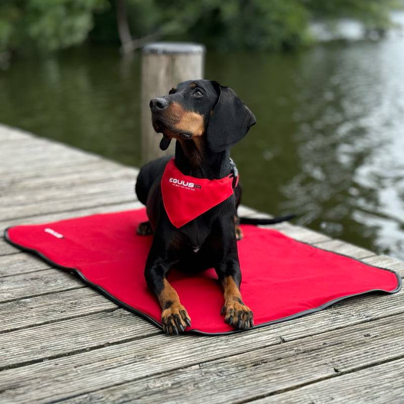 Equusir Bios Hundedecke M 80 x 60 cm, inklusive Steuergerät + Powerbank Equusir Bios Hundedecke M 80 x 60 cm, inklusive Steuergerät + Powerbank von EQUUSIR