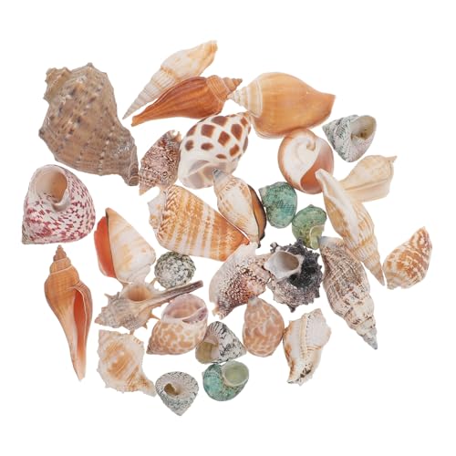 ERINGOGO 1 Set Einsiedlerkrebs Muschel Aquarium Muscheln Aquarium Landschaftsgestaltungs Ornament Aquarium Muschel Aquarium Muschel Schmuck Einsiedlerkrebs Muschel Couch von ERINGOGO